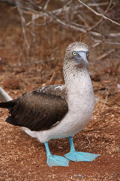 istock Galapagos: Blue-footed Booby on North Seymour Island 493802685