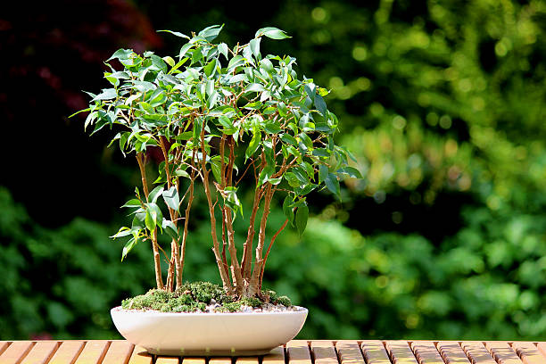 birkenfeige bonsai-gruppe (ficus benjamina) in pot natasja, plant - fig leaf stock-fotos und bilder