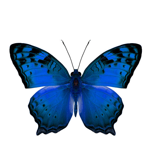 istock The beautiful blue butterfly, Vagrant Butterfly stretch back win 493826368