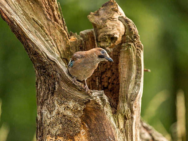 istock Beautiful Juvenile Eurasian Jay (Garrulus glandarius) 493826378