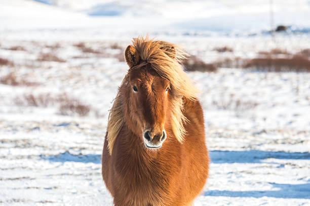típico caballo islandés - horse iceland winter snow fotografías e imágenes de stock