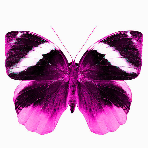 istock Beautiful Pink Butterfly in fire look isolated on white backgrou 493826830