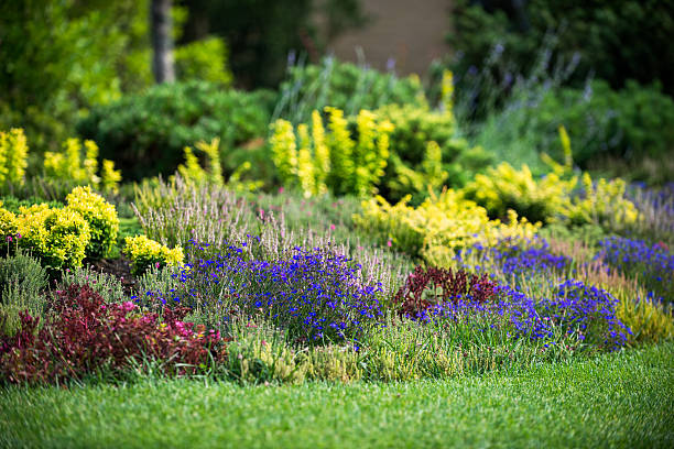 istock ornamental garden and blooming flowers 493827008