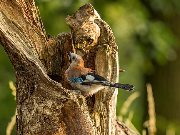 istock Beautiful Juvenile Eurasian Jay (Garrulus glandarius) 493827420