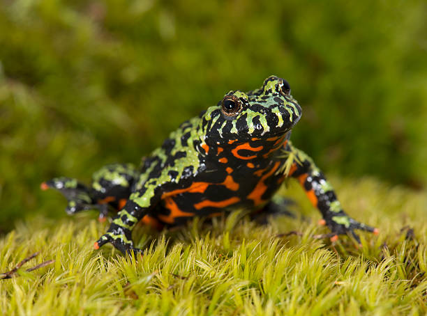 istock Red Bellied Toad Macro in Natural Habitat 493827720