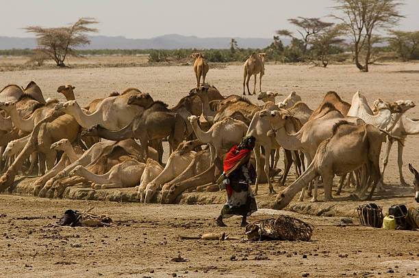 Gabbra People Watering Camels And Goats North Horr Stock Photo - Download Image Now - iStock