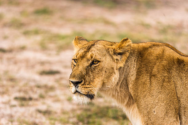 Portrait of a lioness in the Masai Mara