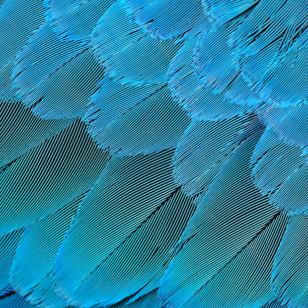istock Beautiful blue bird feathers in blue background 493829346