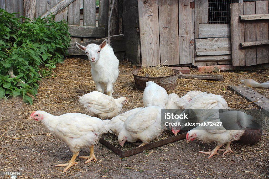Hens and young goat on a court yard eating hens and young goat on the court yard 2015 Stock Photo