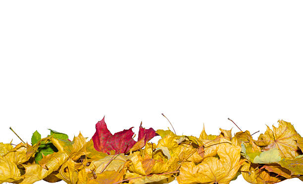 istock Autumn leaves on a white background 493830072