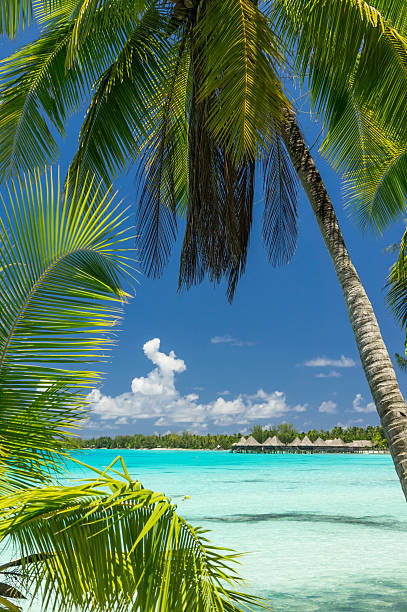 istock Paradise view of Rangiroa atoll, French Polynesia 493830242