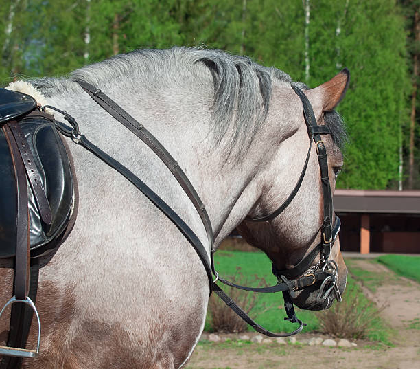 istock Portrait of Belgian draught horse. 493830295
