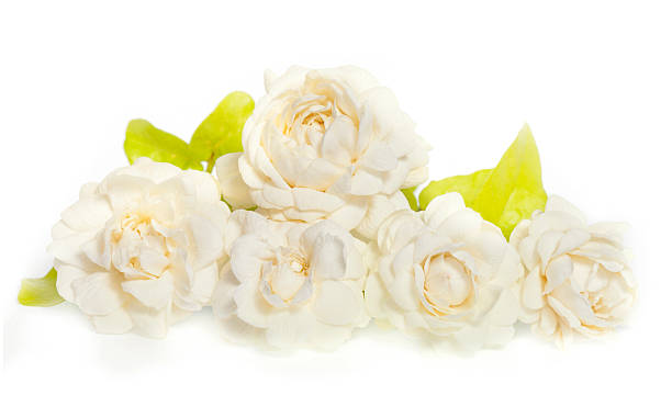 istock Jasmine flower isolated on white background 493830671