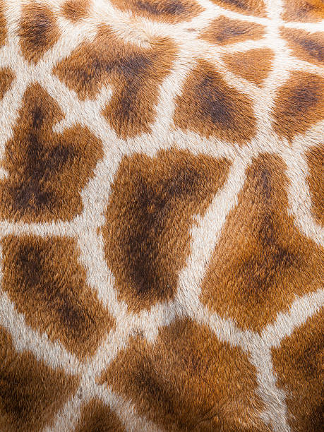 istock Genuine leather skin of giraffe 493830911