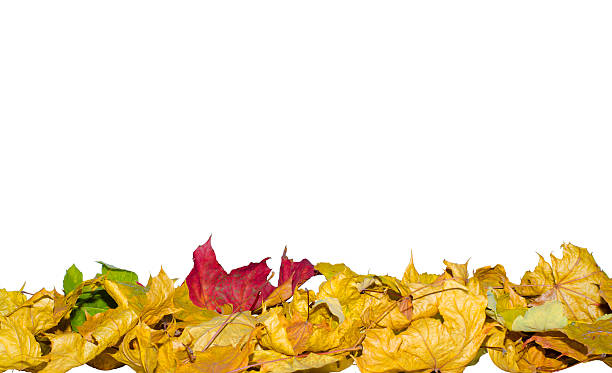 istock Autumn leaves on a white background 493830934
