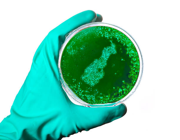 petri dish with germs shaped as monaco.(series) - psg monaco 個照片及圖片檔