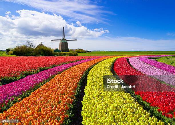 Голландские тюльпаны фото Голландские тюльпаны фото