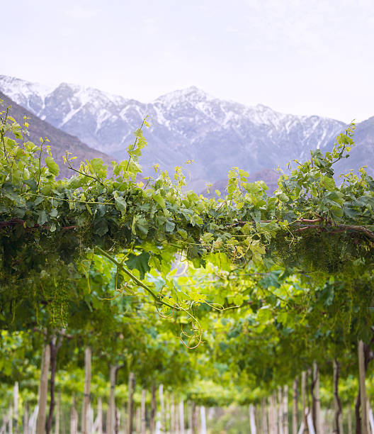 spring vineyard, der atacama wüste in coquimbo-region, chile - coquimbo region stock-fotos und bilder