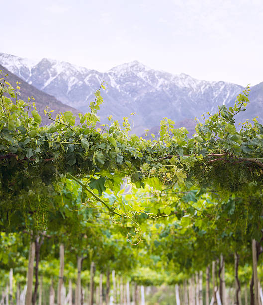 de vineyard, desierto de atacama en la región de coquimbo, chile - fotos de viñedos chilenos fotografías e imágenes de stock