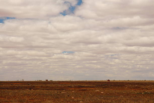 istock Camels on the horizon 493831934