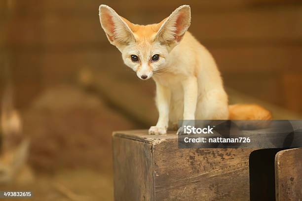 Fennec Fox Stock Photo - Download Image Now - Fennec Fox, Front View, Animal
