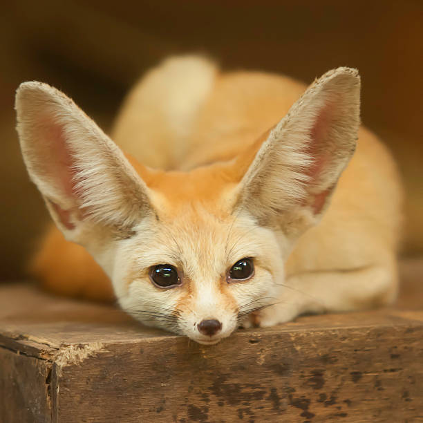 Fennec Fox stock photo