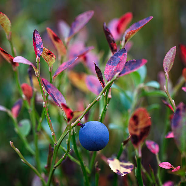 Ripe blueberries on the bush branches