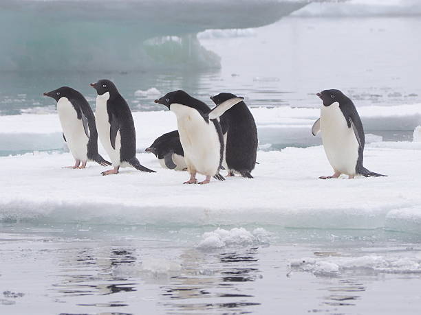 istock Adelie penguins on Antarctic Peninsula 493832824