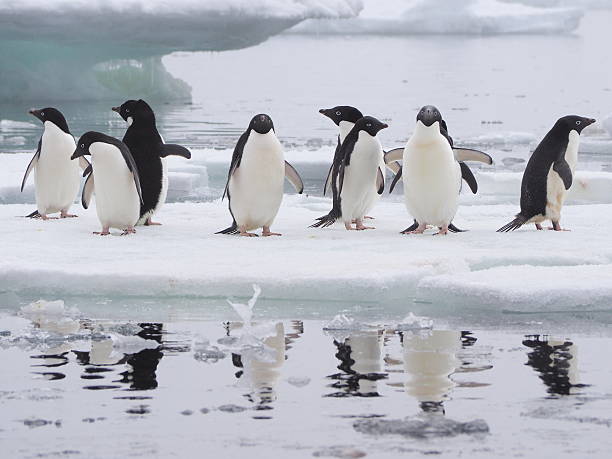 istock Adelie penguins on Antarctic Peninsula 493832948