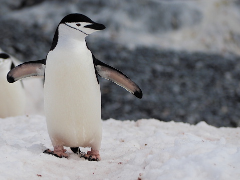 Chinstrap penguin on Halfmoon Island in Antarctica