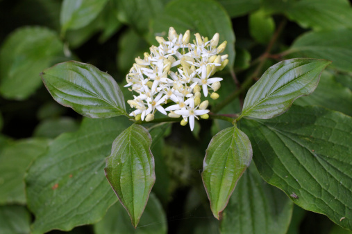 Red osier dogwood suffers from multiple Latin names, such as (Cornus sericea), (C. stolonifera) and (Swida sericea). As is more usual, it has a number of common names too: red osier cornel, red willow, redstem dogwood, redtwig dogwood, red-rood, American dogwood,(1) creek dogwood, and western dogwood for example. It is a flowering bush or tree, and the four-petalled cross-shaped flowers are white. Because of its liking for damp soil, red osier dogwood can be planted to stabilise river banks; which explains why this particular specimen is growing on the banks of the River Wandle in Surrey, England.