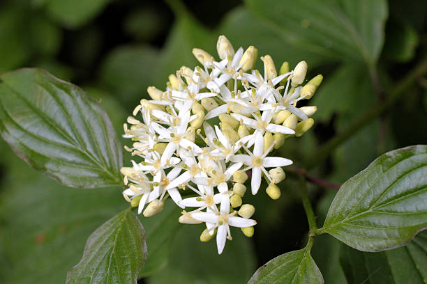 istock Red osier dogwood Cornus sericea 493833369