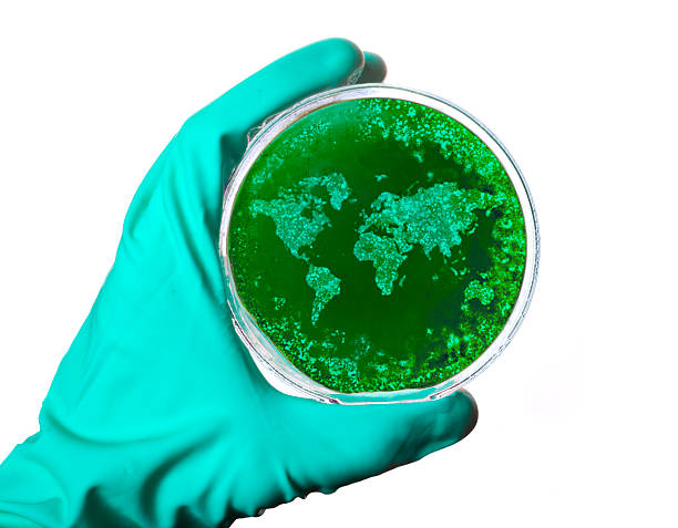 Petri dish with germs shaped as the world.(series) A scientist holding a petri dish with germs in the shape of the world.(series) petri dish photos stock pictures, royalty-free photos & images