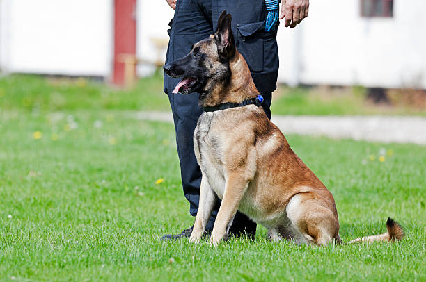 Malinois Cão da Polícia e do transportador. - fotografia de stock