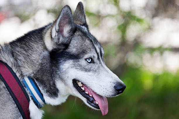 istock Siberian husky with blue eyes. 493834233