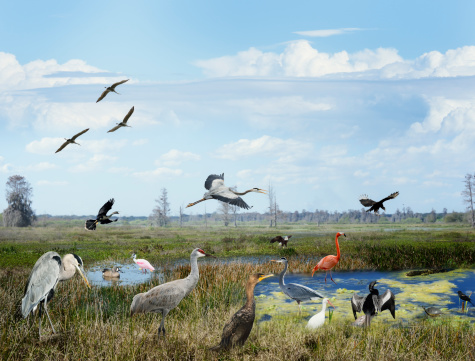 Florida Wetlands Collage With Birds And Animals