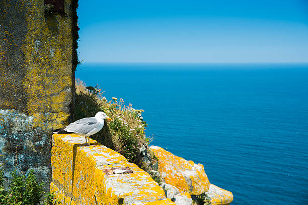 islas сиес.  rias bajas.  vigo.  pontevedra.  галисия.  españa. - soledad стоковые фото и изображения