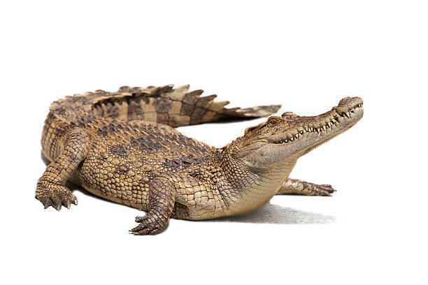 crocodile stock photo