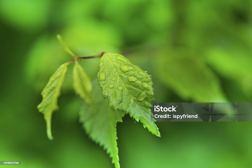 leaf with rain droplets Backgrounds Stock Photo