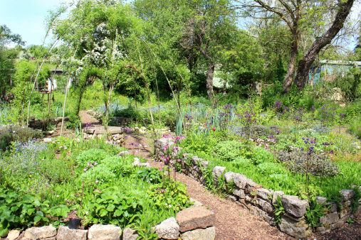 Photo showing a vegetable garden in the shape of a pie, with triangular 'pie slices' made from raised beds.  Pathways lead alongside the raised beds, to a seating area in the centre, beneath a living willow dome.  The beds are planted with lots of herbs, vegetables and flowers, including sage, rosemary, mint, parsley, thyme, carrots, beetroot, peas, lettuces, cabbages and chard.