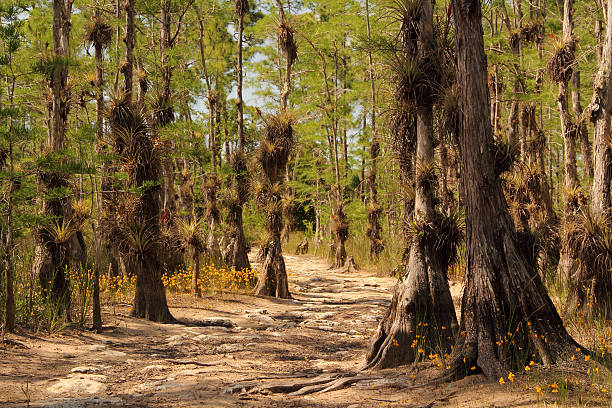 живописный трейл в большое cypress - big cypress swamp стоковые фото и изображения