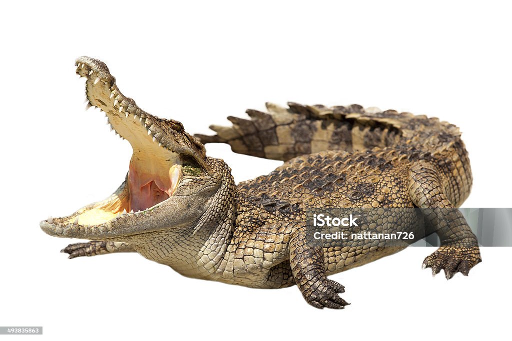 crocodile Crocodile on a white background. Crocodile Stock Photo