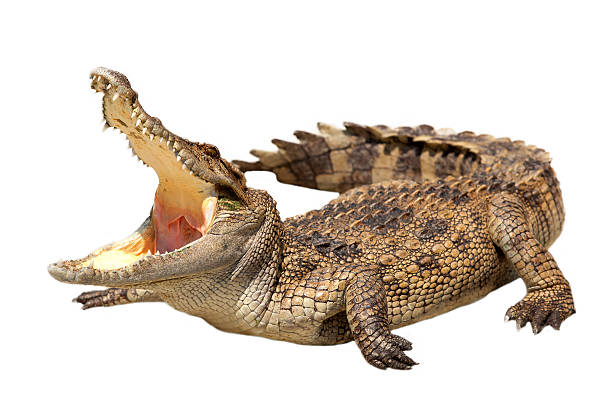 crocodile Crocodile on a white background. crocodile photos stock pictures, royalty-free photos & images