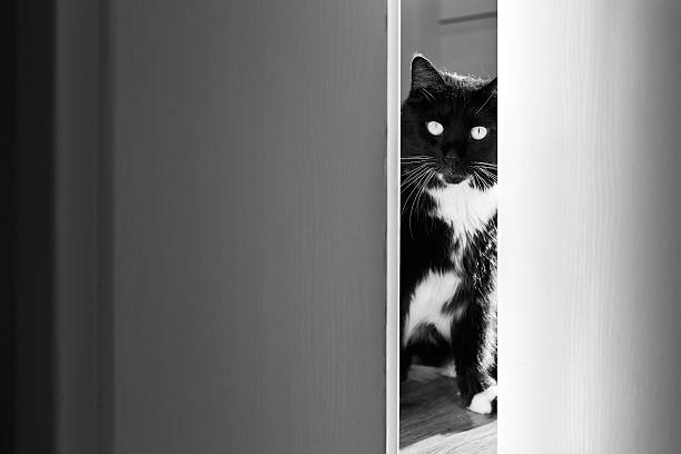 istock Cat peeking through the door 493835892