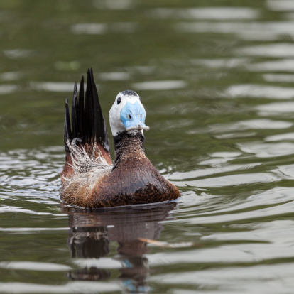 A male White-headed Duck, 