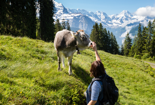 Woman petting a friendly calf while hiking in the Bernese Oberland near Wengen, Switzerland.
