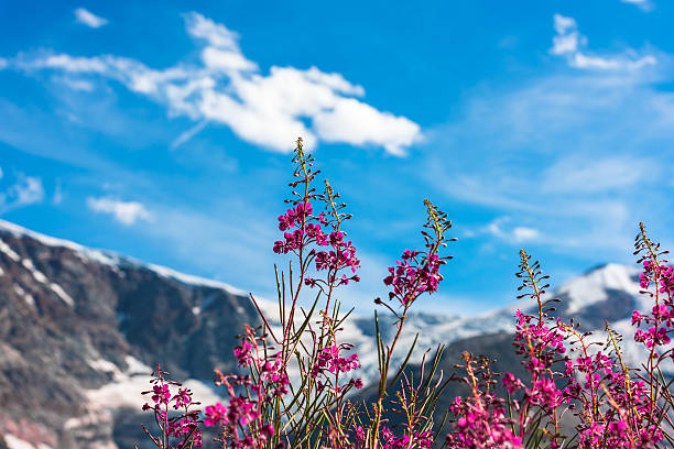 istock Swiss Apls with wild pink flowers 493836470