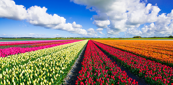 Multicolored tulip field under a nice clouded sky. 