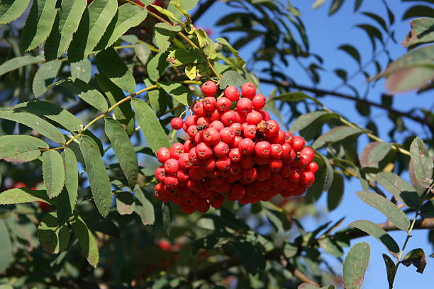 istock ashberry at dry sunny day 493837247
