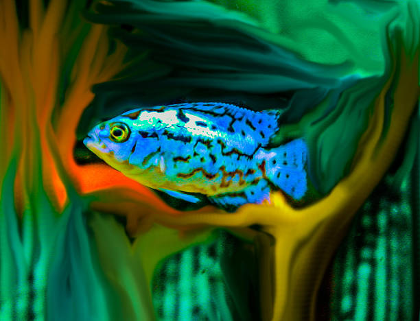Blue Densey Fish -Nandopsis Octofasciatus stock photo